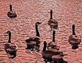 Duckhaven
