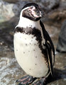 Mr Penguin