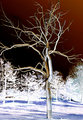 Silver tree