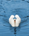 speed duck