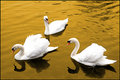 3amigos-on-golden-pond
