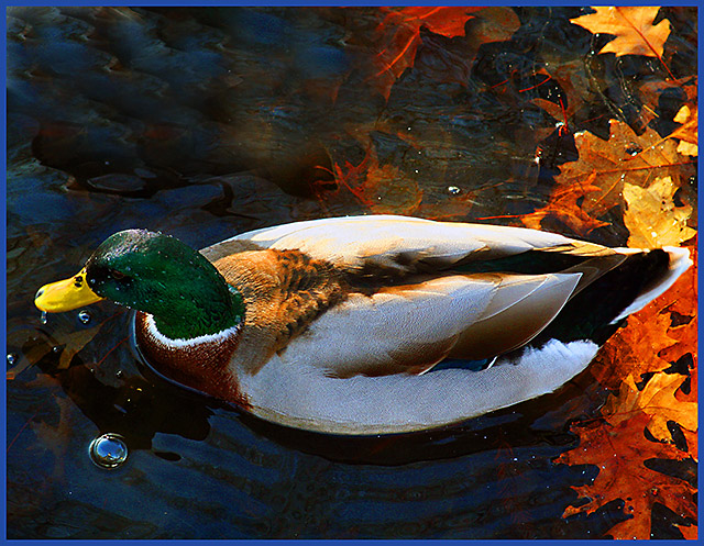 Quackquack