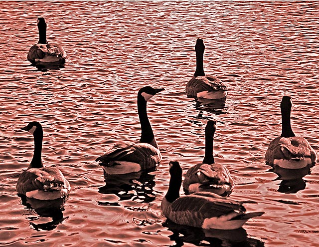Duckhaven