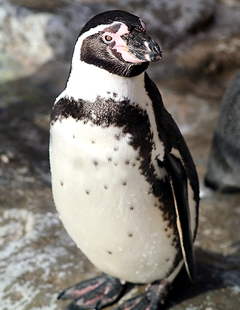 Mr Penguin