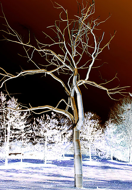 Silver tree