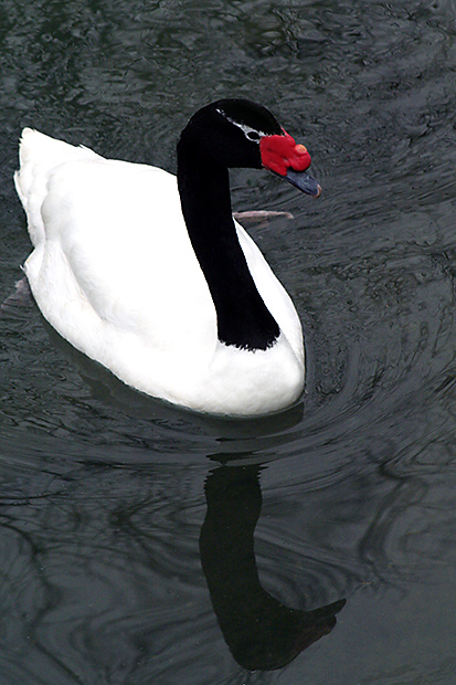 Red bill