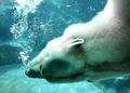 polar1.jpg