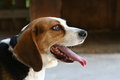Watson