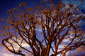 Night Tree