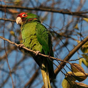 Wild Parrots in Los Angeles