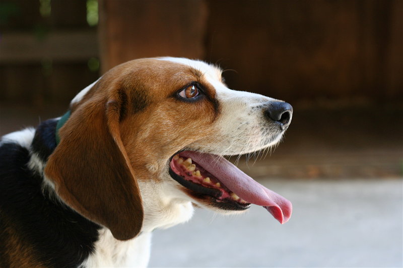 Watson