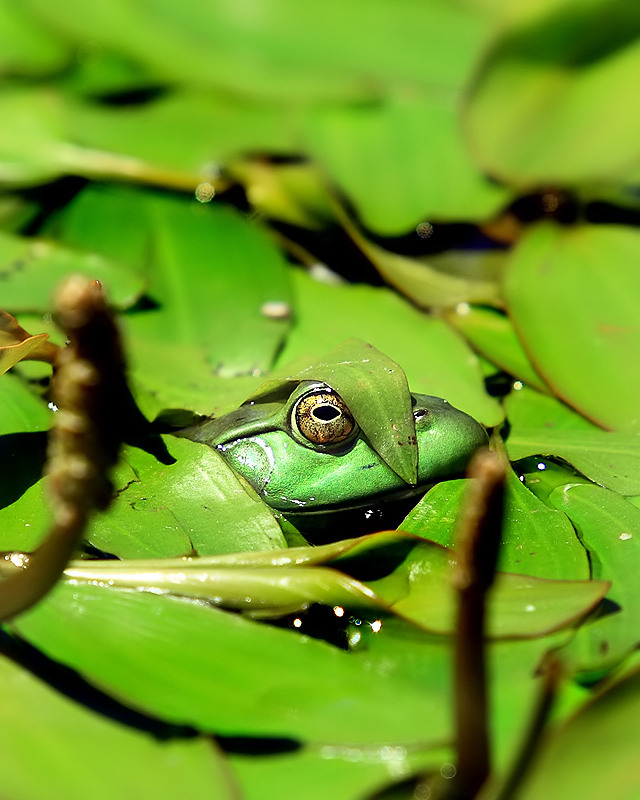 camofrog.jpg