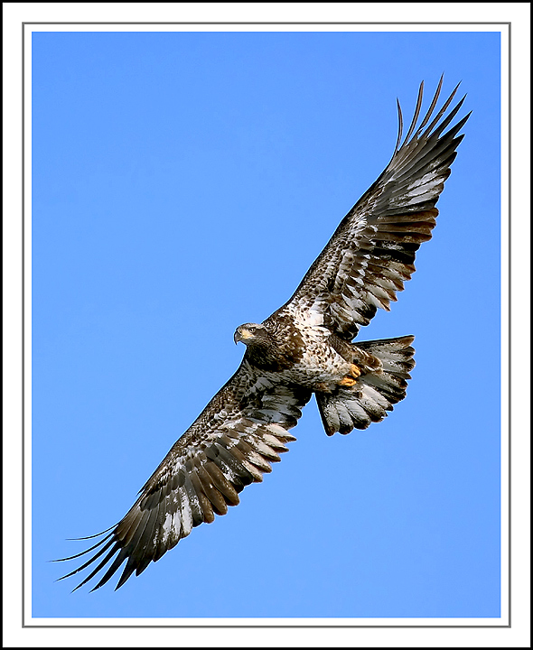 eagle21