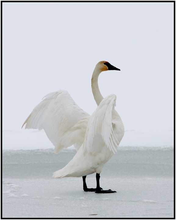 swan