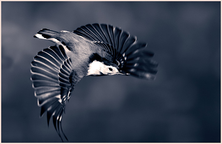 nuthatch