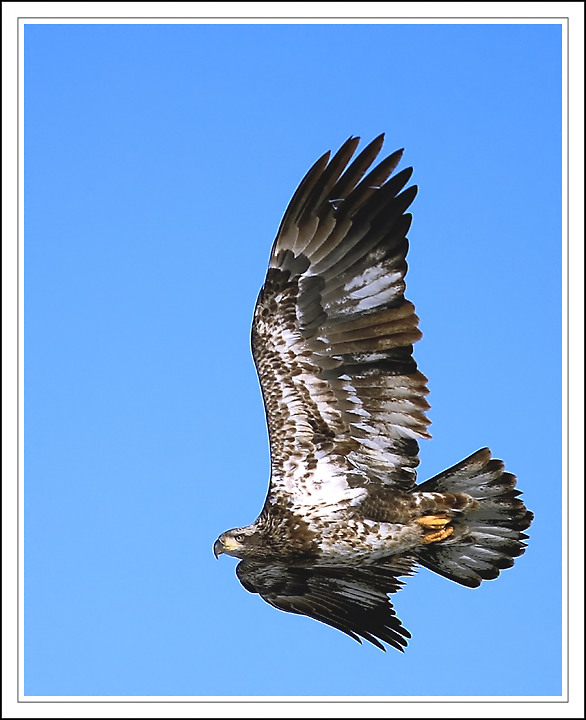 eagle2