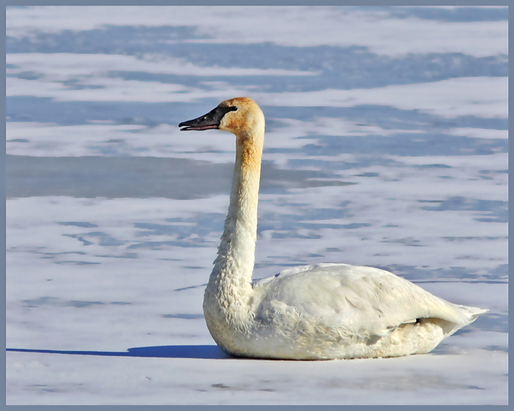 swan1