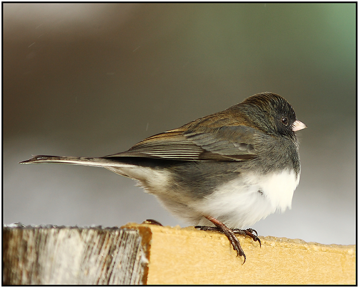 junco