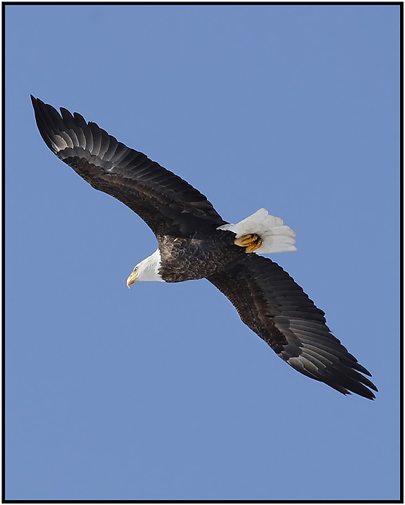 eagle4