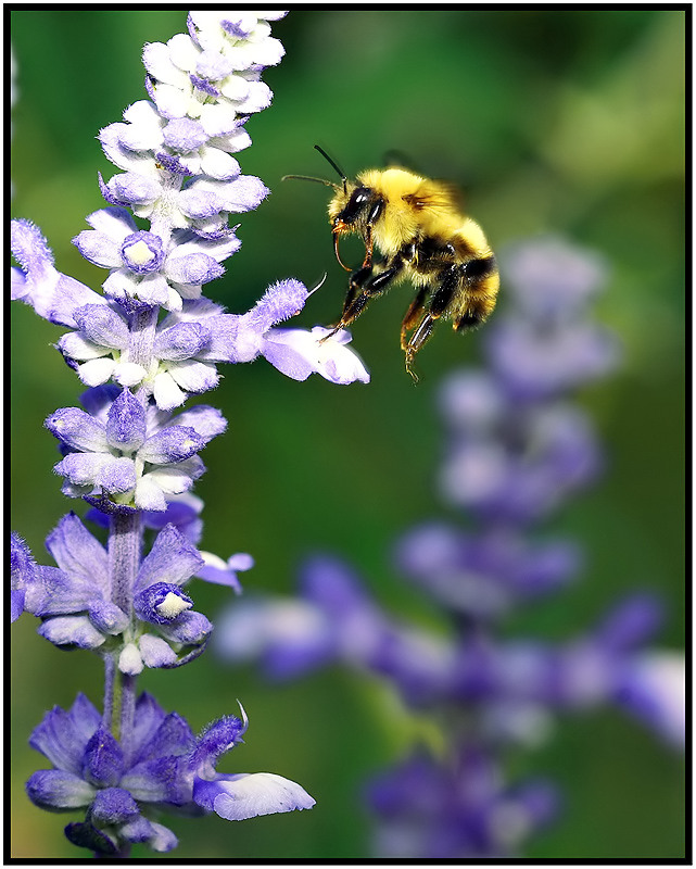 bee1