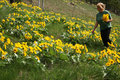 Sunflower Hill