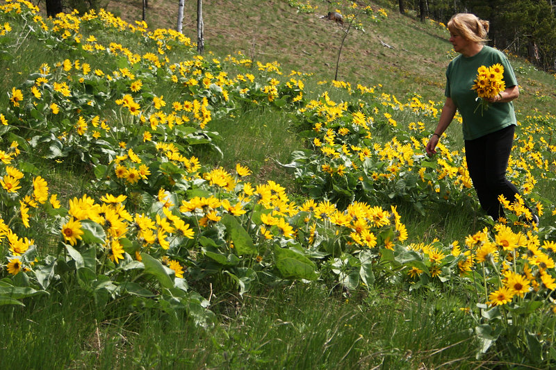 Sunflower Hill