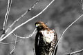 Spencers Red Tail 2