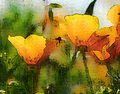 Poppys
