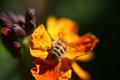 Bumble