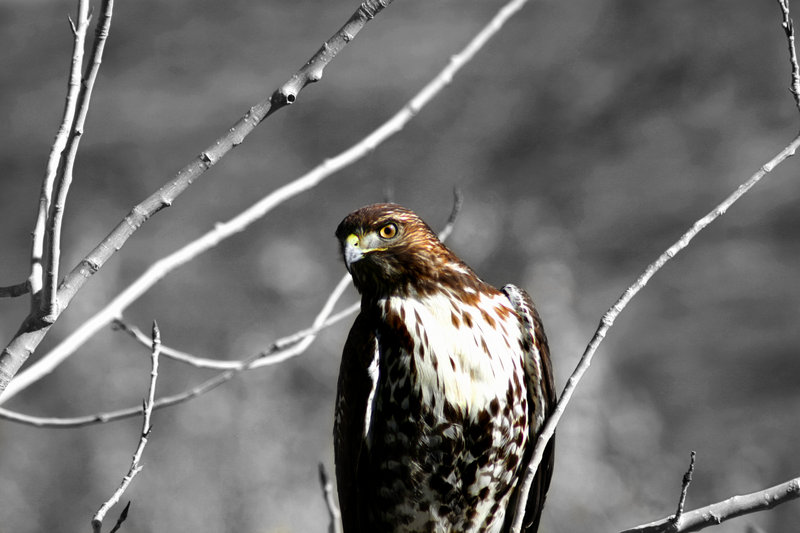 Spencers Red Tail 2