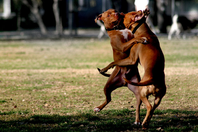 dogday