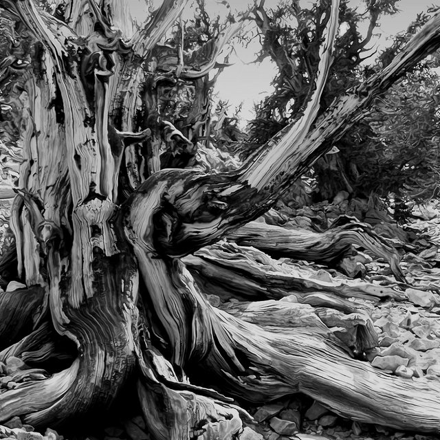 Bristlecone Pine