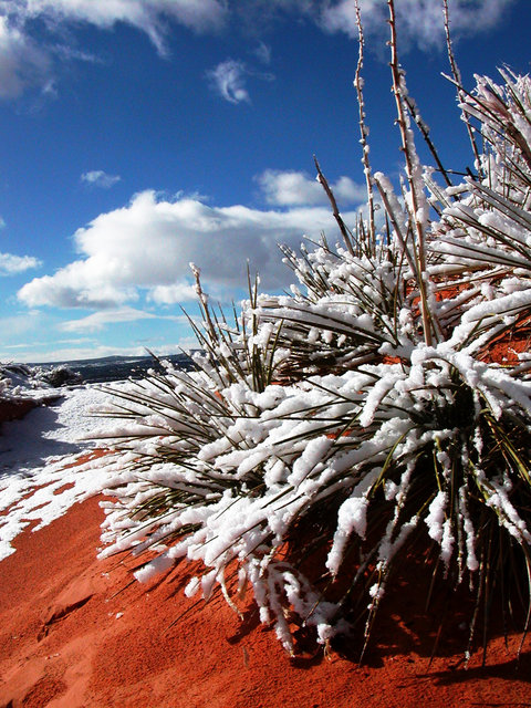 pink sand dunes in winter