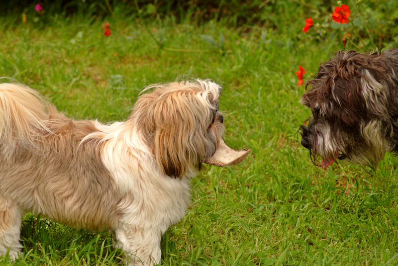 What......you mean this bone?
