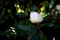 Magnolias of the South