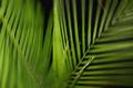 Get me out of the jungle!