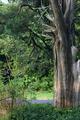 Wisdom Tree