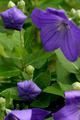 Balloon Flowers