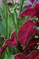 Color Bowl: Coleus