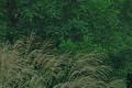 grasses