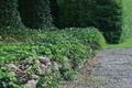 Ivy Path