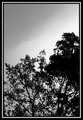 B&W treeline (High Contast)