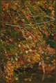 Fall Splendor