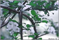 mini-crabapple blooms