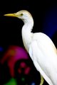 Egrets, they have a few, but then again....