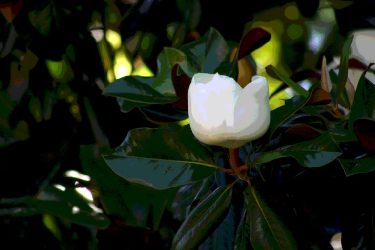 Magnolias of the South