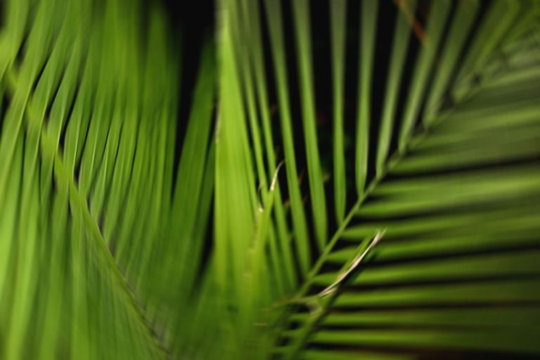 Get me out of the jungle!