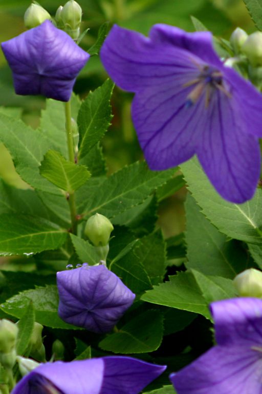 Balloon Flowers