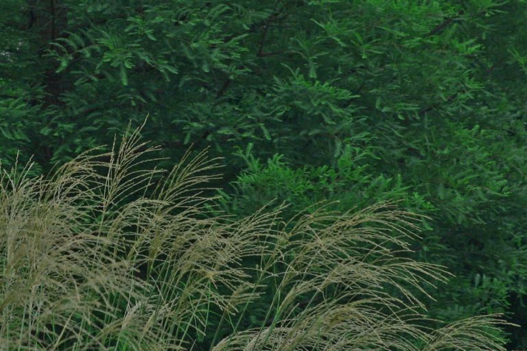 grasses