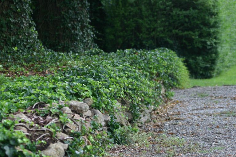 Ivy Path